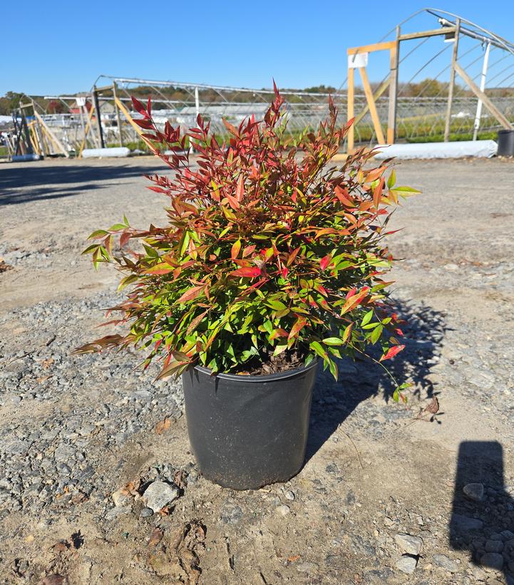 Nandina dom. Gulf Stream