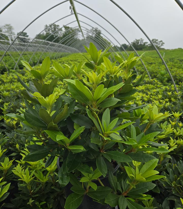 Rhododendron cat. Chionoides
