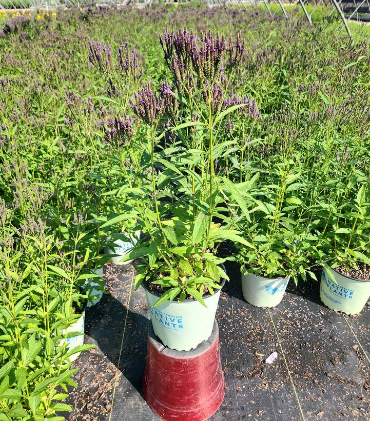 Verbena hastata 