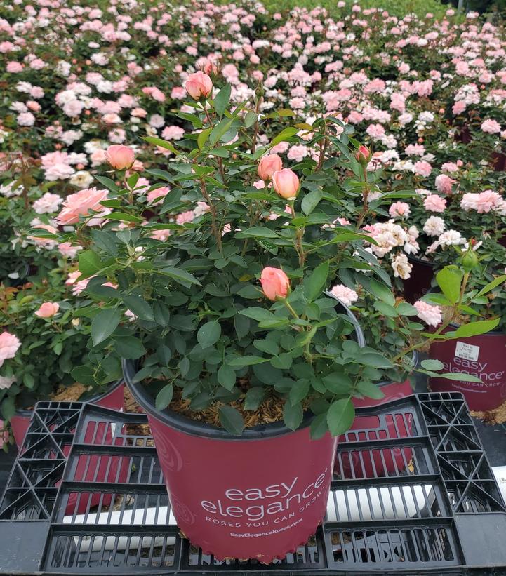 Rosa Easy Elegance® Calypso