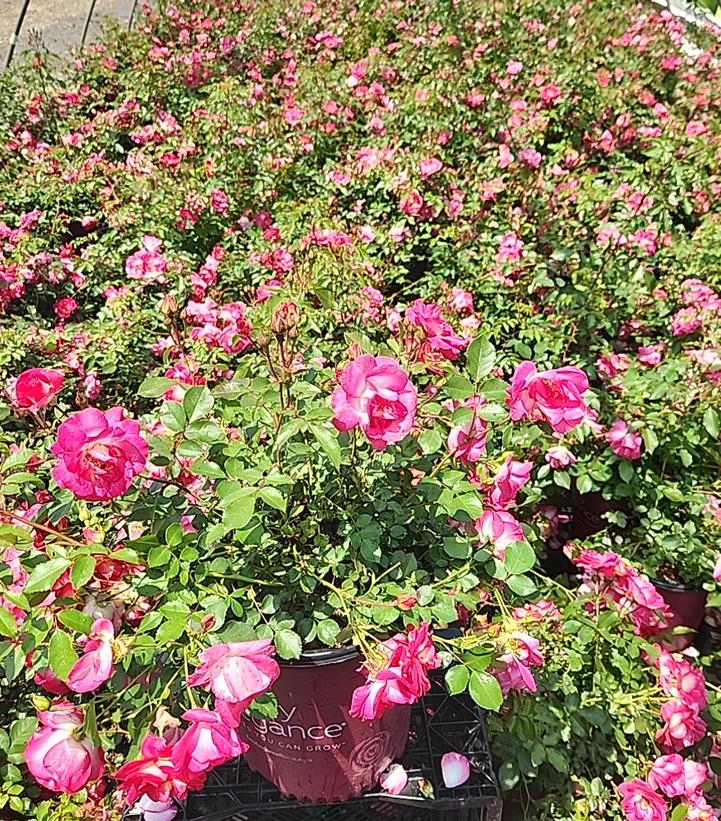 Rosa Easy Elegance® Sunrise Sunset