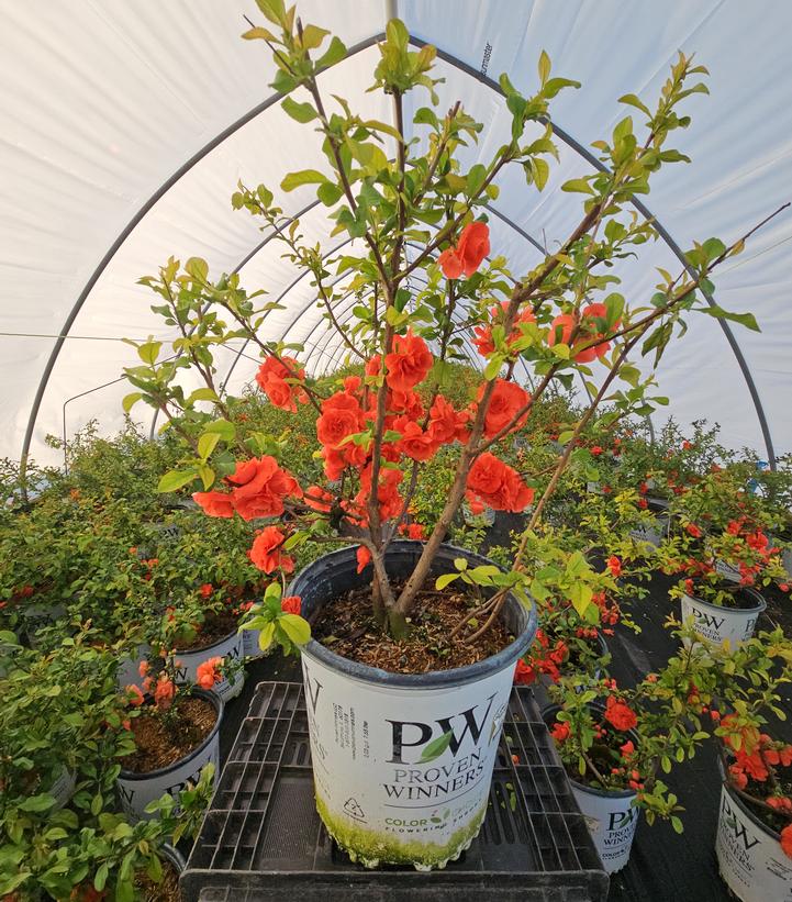 Chaenomeles speciosa Double Take® Orange