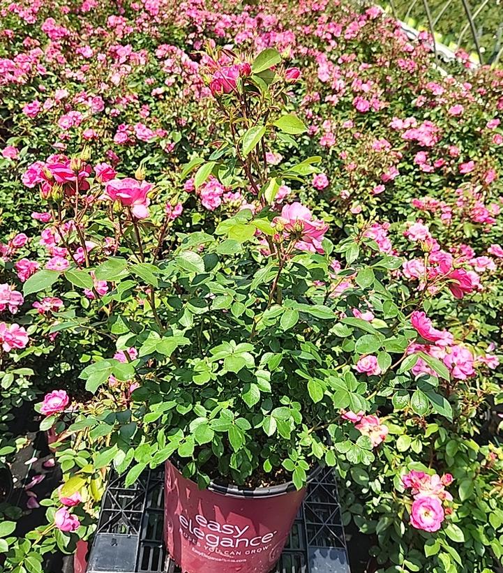 Rosa Easy Elegance® Pinktopia