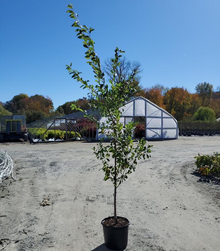 Prunus salicina Santa Rosa