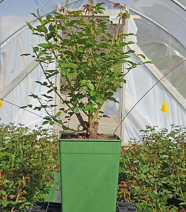 Rosa Darcey Bussell™