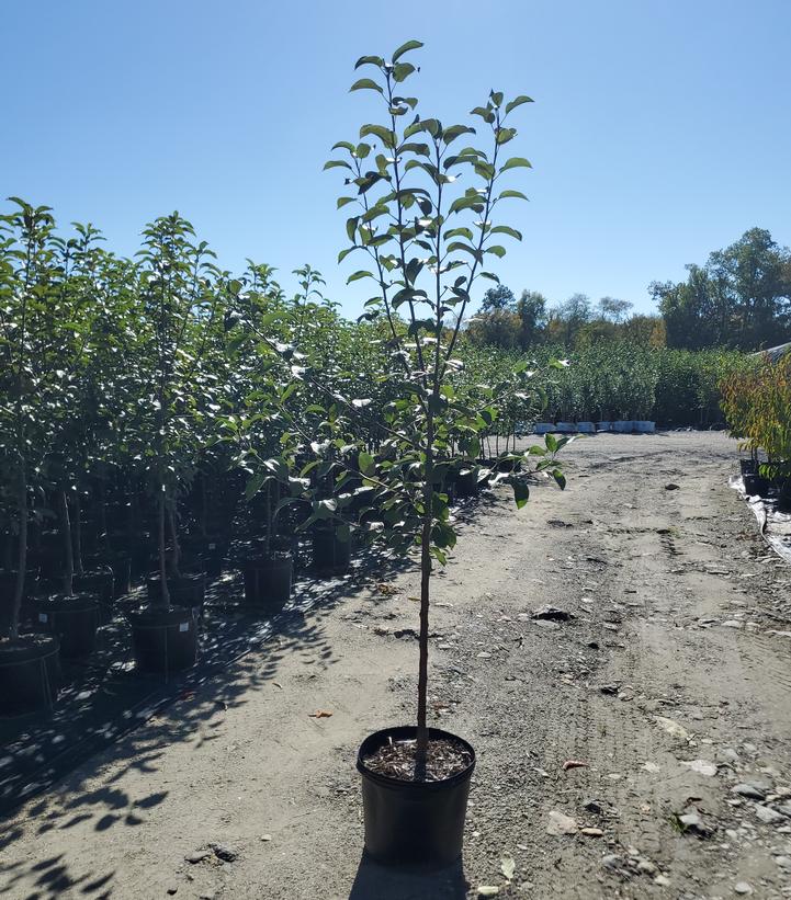 Malus Cortland
