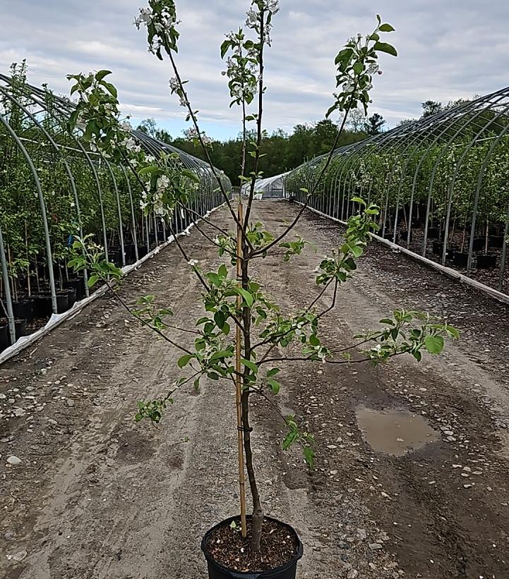 Malus Ginger Gold