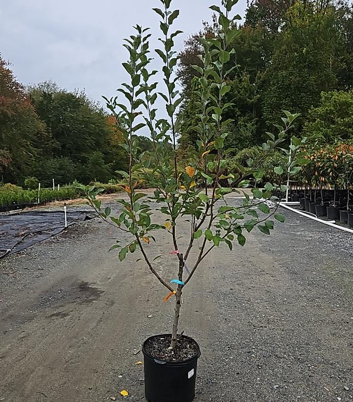 Malus 4 - in - 1 Cold Climate