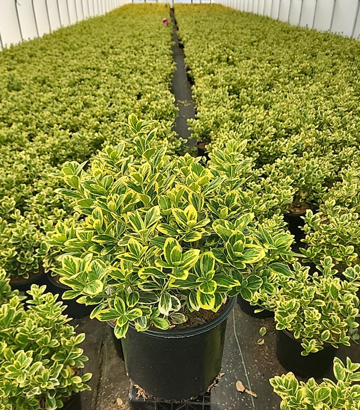 Euonymus japonicus Silver Queen