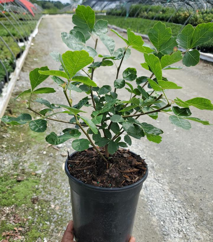 Rhus aromatica Gro-Low