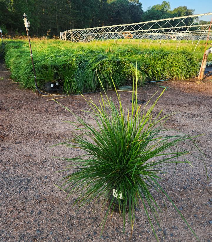 Deschampsia cespitosa 