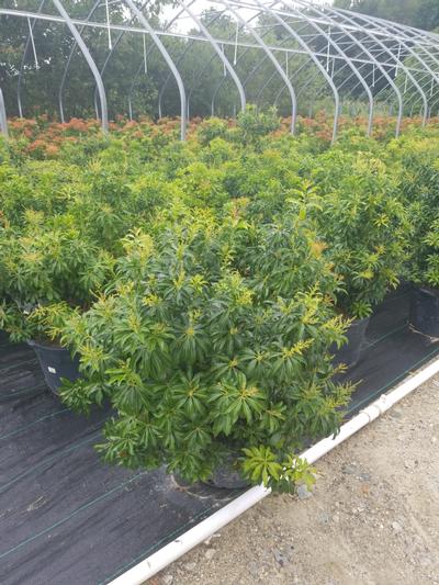 Pieris jap. Dorothy Wycoff Pieris jap. Dorothy Wycoff