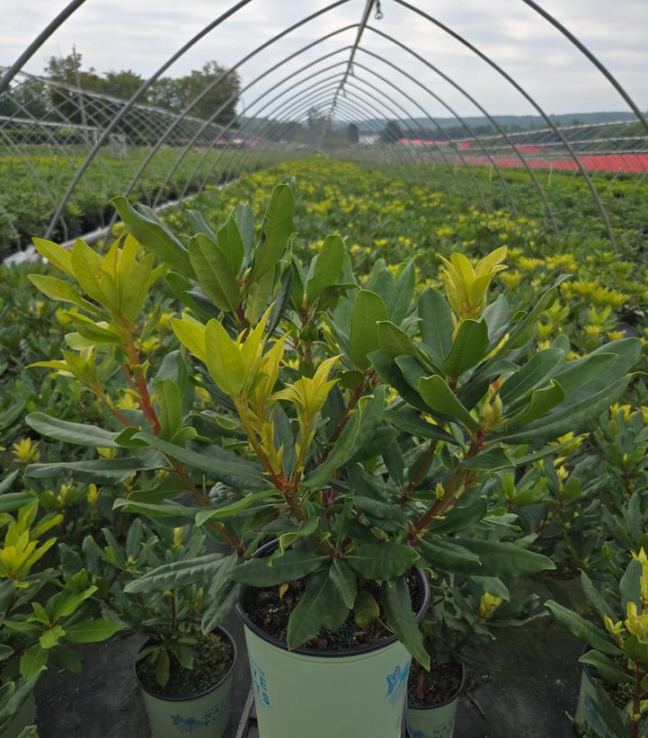 Rhododendron maximum Independence