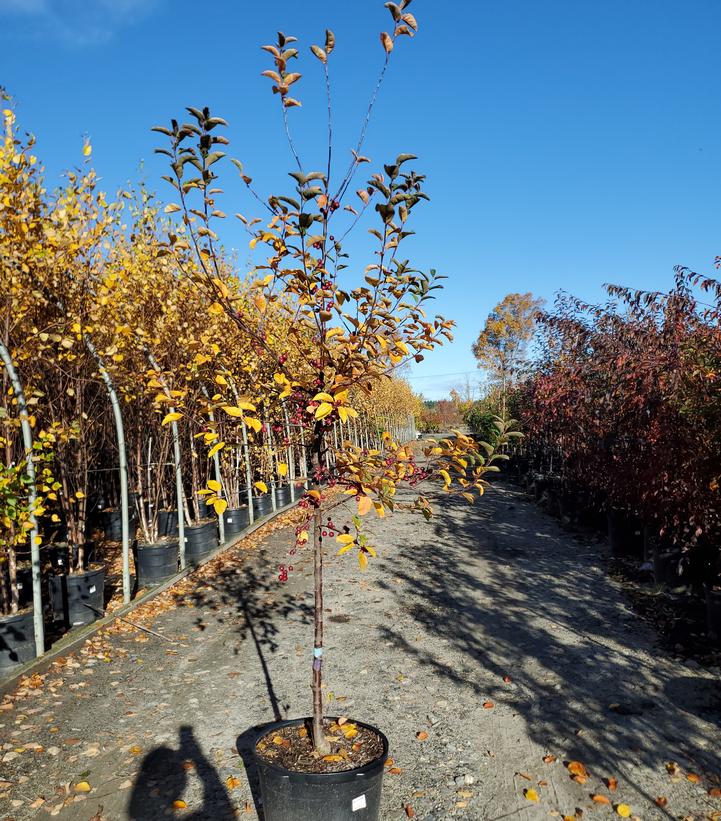 Malus Adams