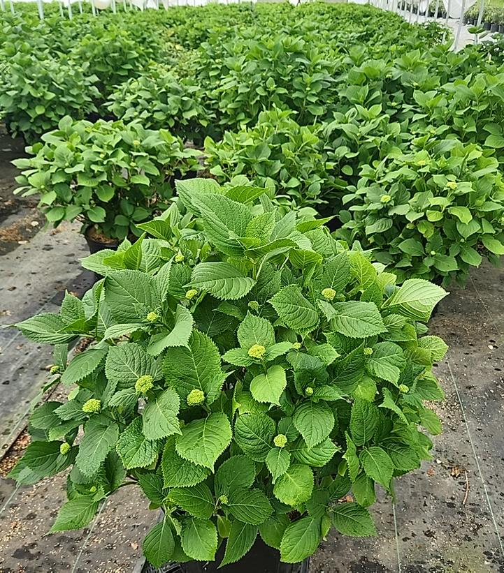 Hydrangea mac. Nikko Blue