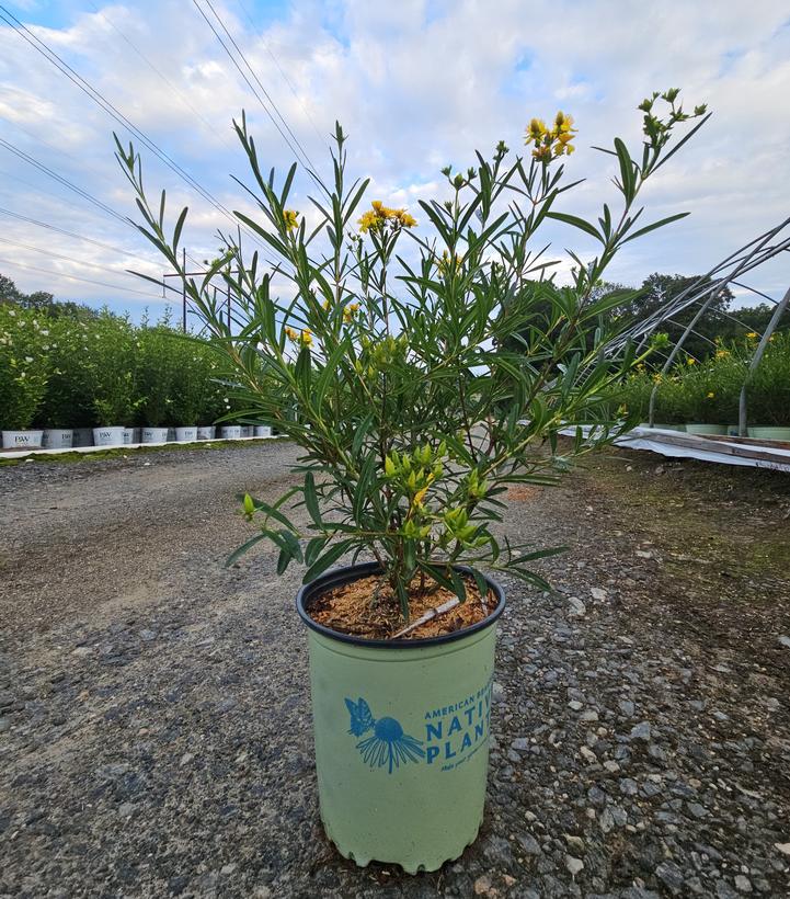 Hypericum kalmianum Gemo