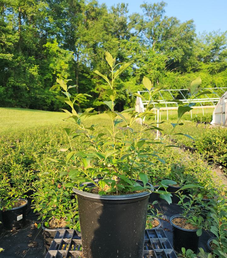 Ilex verticillata 'Red Sprite'