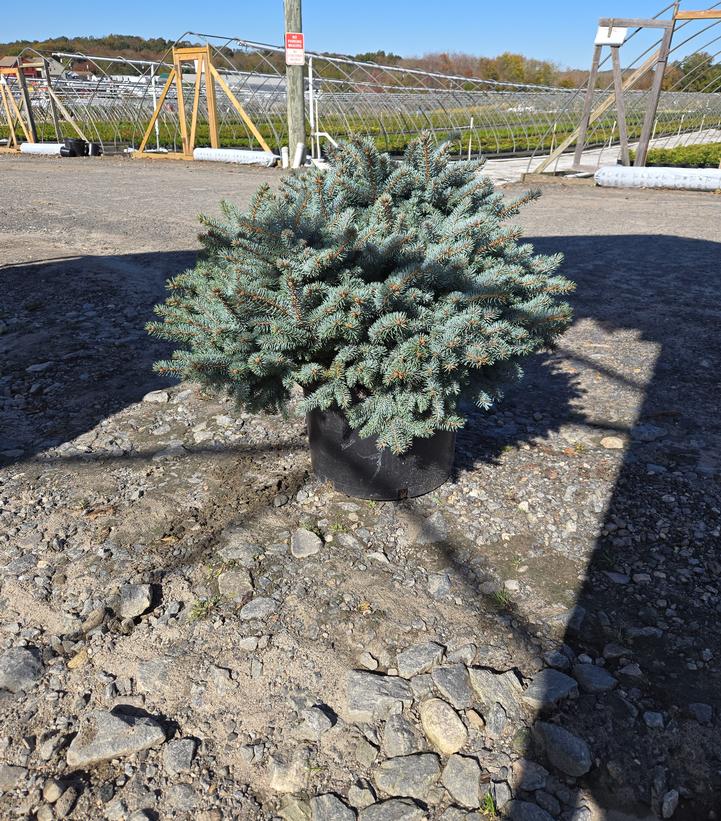 Picea pungens 'Glauca Globosa'