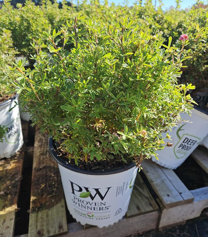 Potentilla fruticosa Happy Face® Pink Paradise