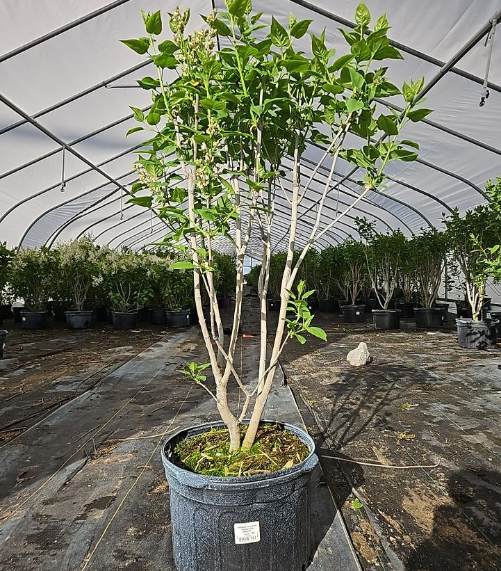 Syringa vulgaris 'Krasavitsa Moskvy'