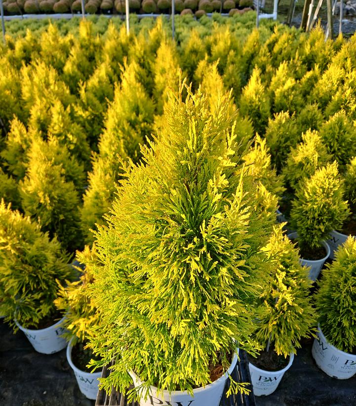 Thuja plicata Fluffy®