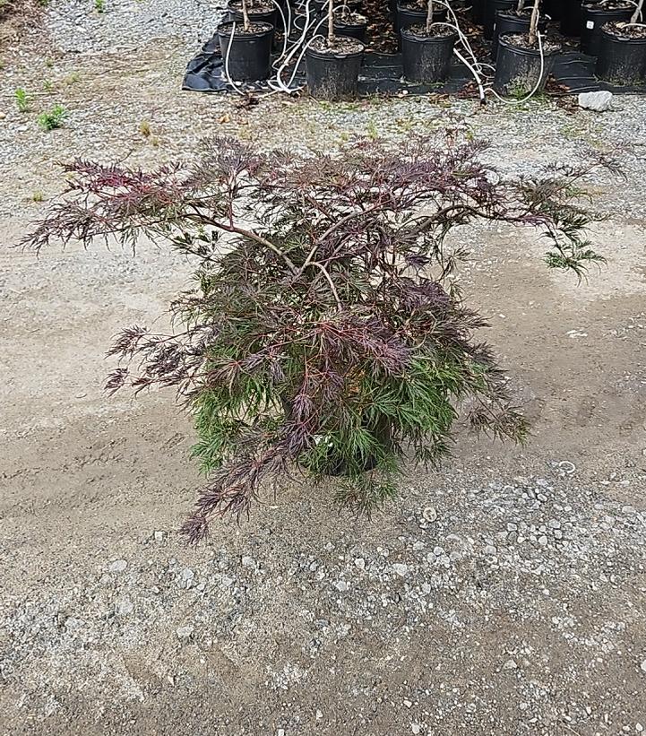 Acer palmatum dissectum 'Red Dragon'