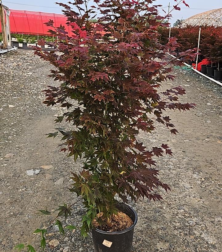 Acer palmatum 'Cider Hill'