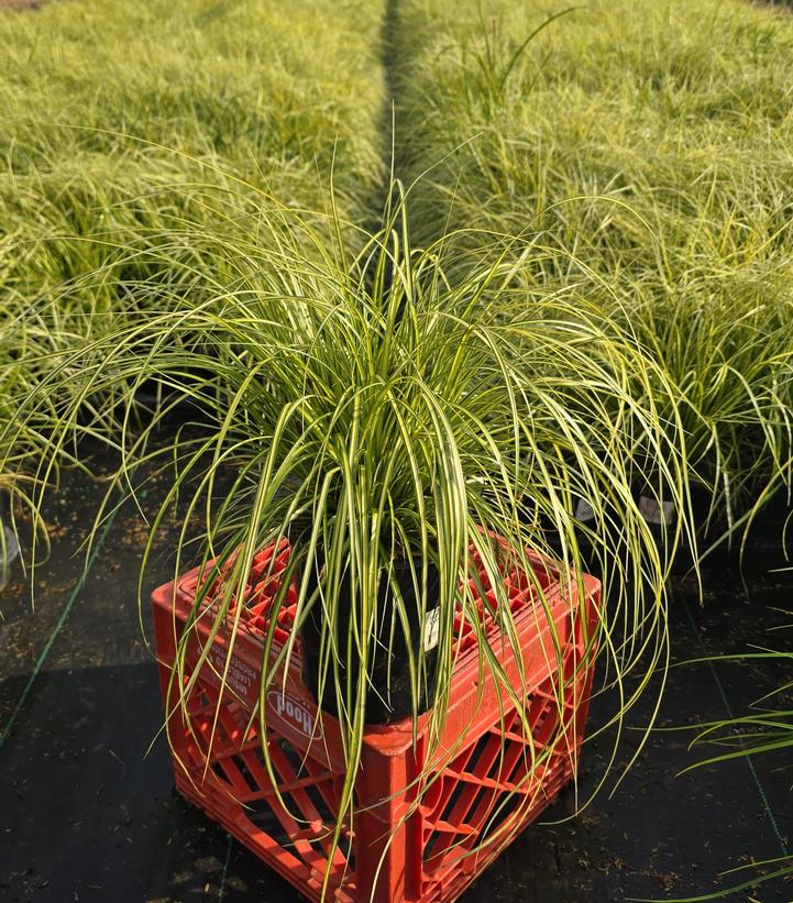 Carex oshimensis EverColor® 'Eversheen'