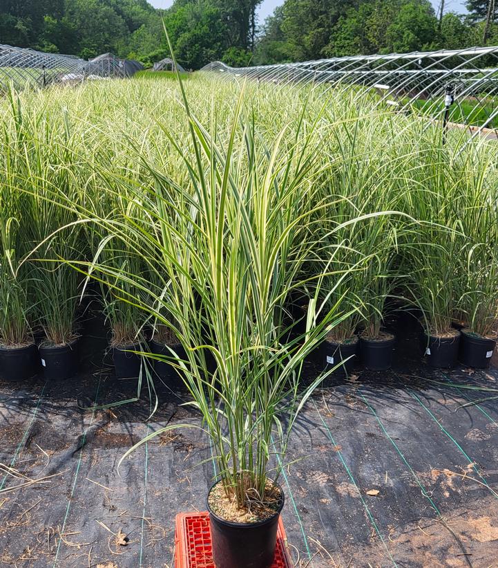 Miscanthus sinensis 'Rigoletto'