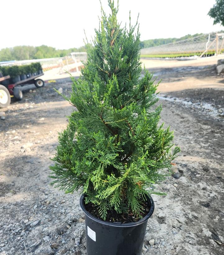 Cupressocyparis x. Leylandii