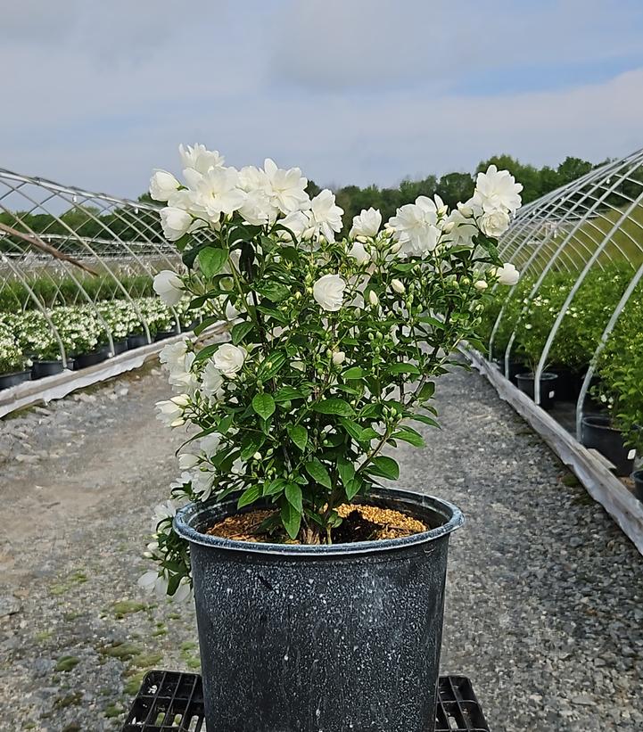 Philadelphus 'Snowbelle'
