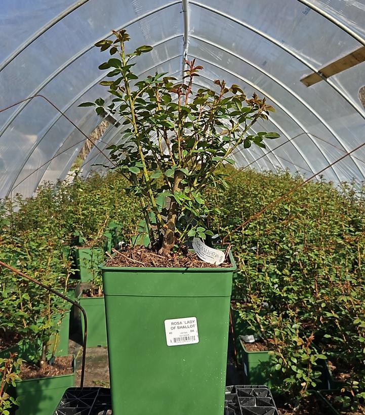 Rosa Lady of Shalott®