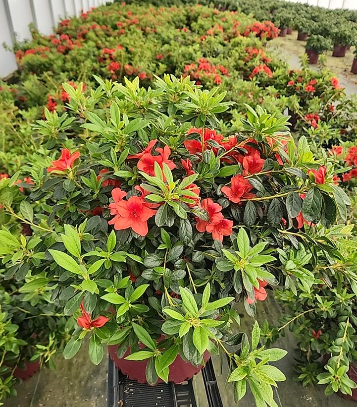 Azalea Encore® Autumn Bravo®
