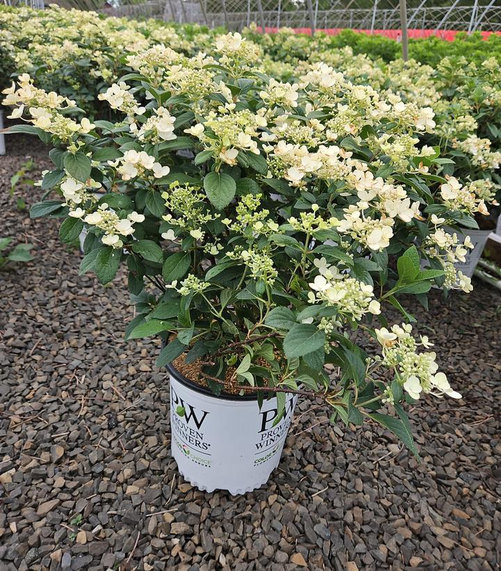 Hydrangea paniculata Little Quick Fire®
