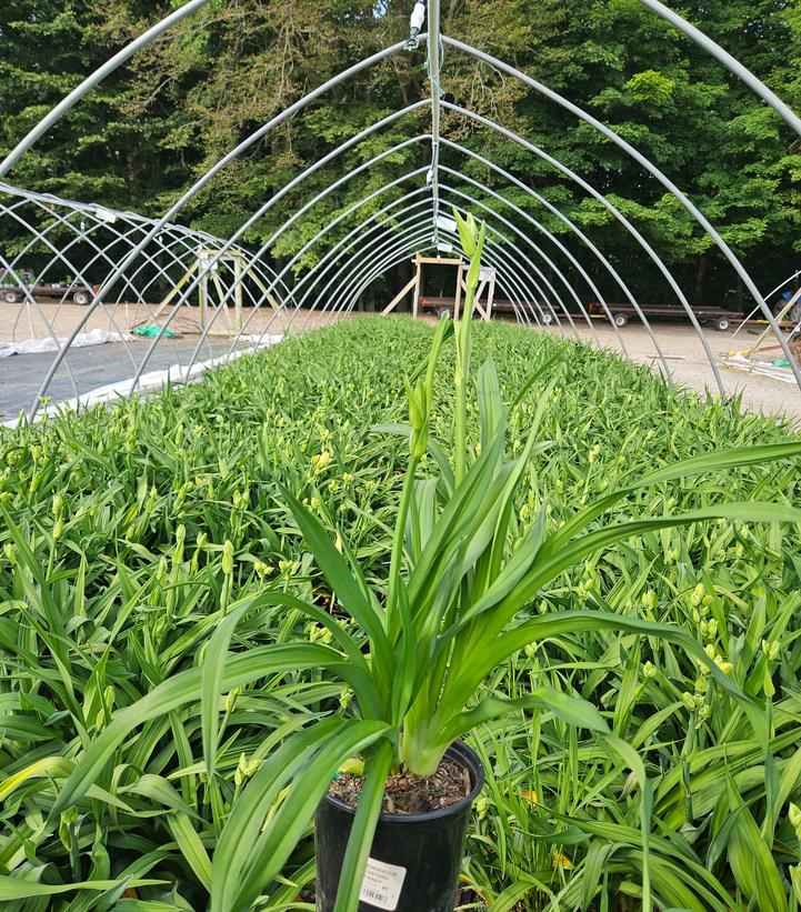 Hemerocallis Custard Candy