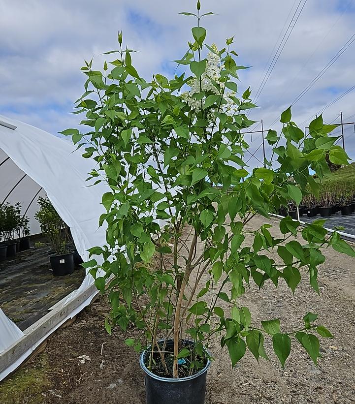 Syringa X hyacinthiflora 'Mount Baker'