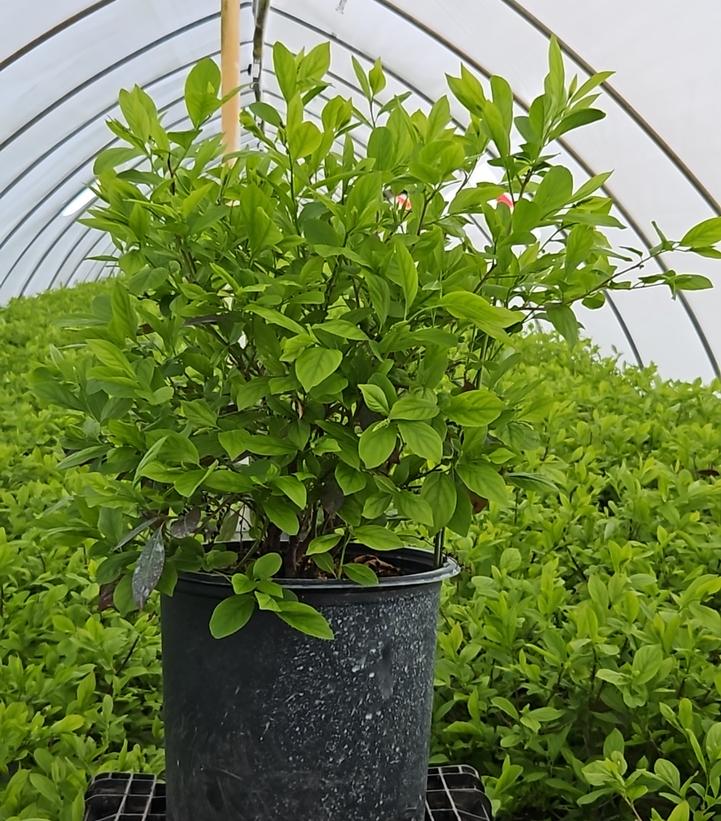 Itea virginica Henrys Garnet