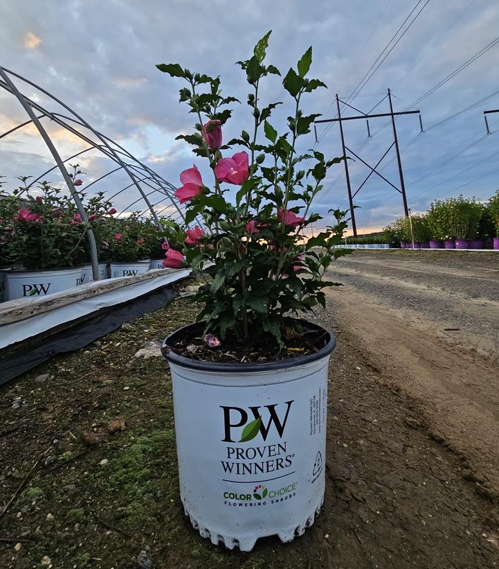 Hibiscus syriacus Lil' Kim® Red