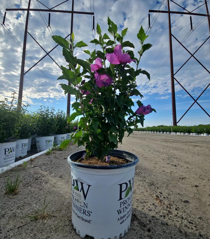 Hibiscus syriacus Lil' Kim® Violet