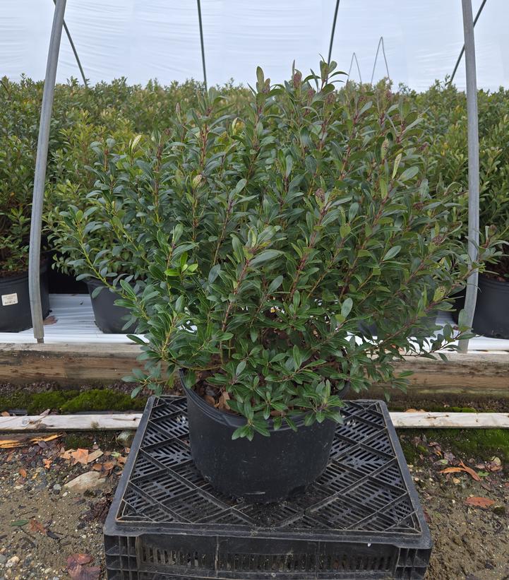 Ilex glabra 'Densa'