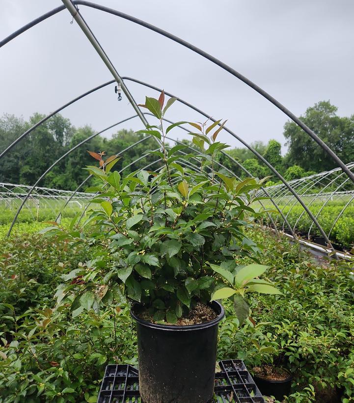 Ilex x 'Apollo'