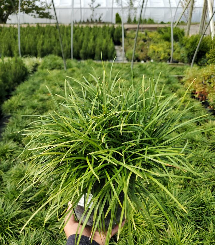 Ophiopogon japonicus 