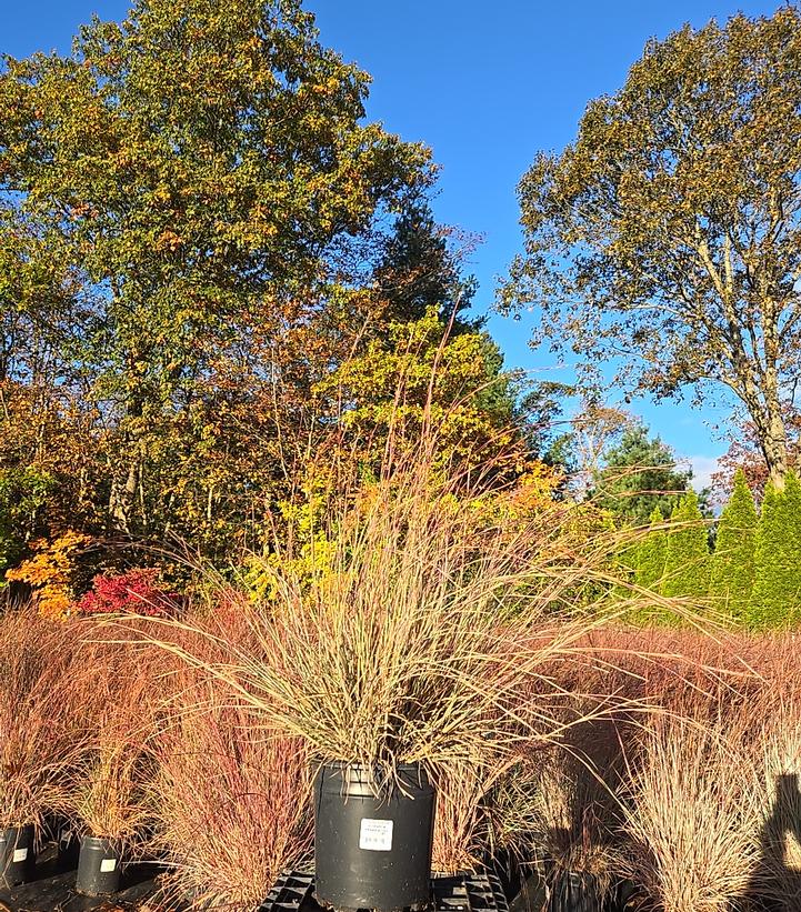 Schizachyrium scoparium 'Prairie Blues'