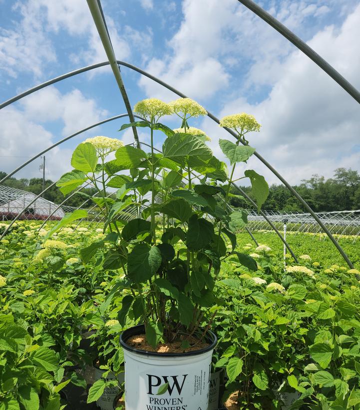 Hydrangea arborescens Incrediball® Incrediball®