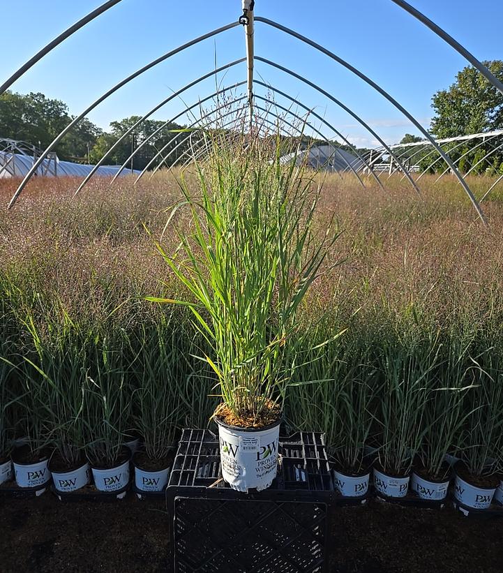 Panicum virgatum Prairie Winds® Apache Rose