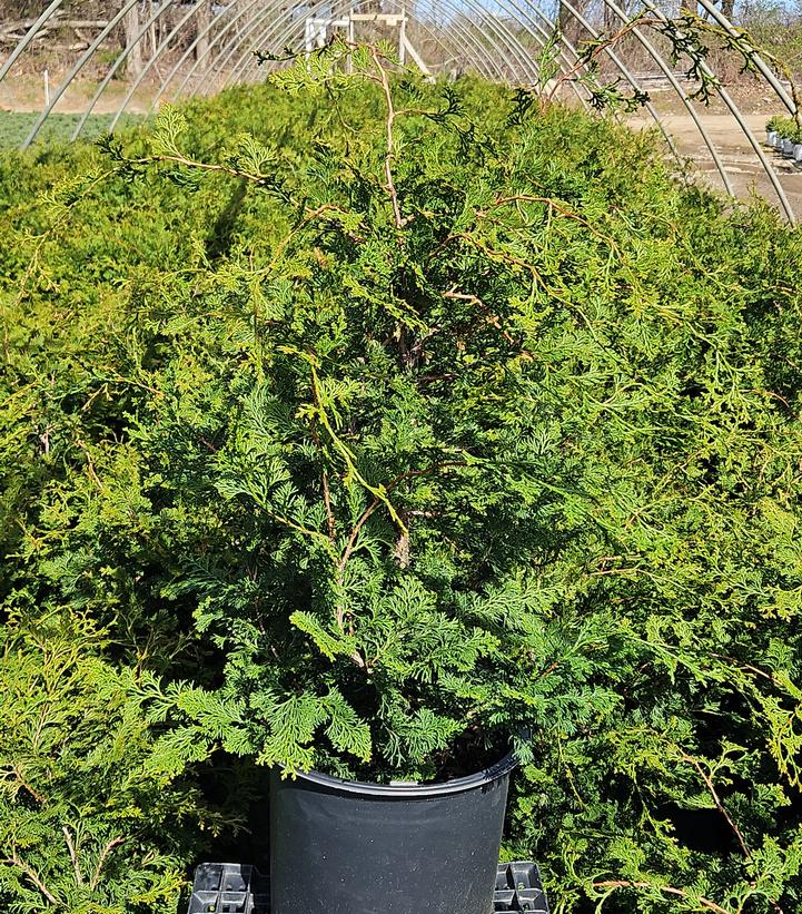 Chamaecyparis obtusa 'Gracilis'