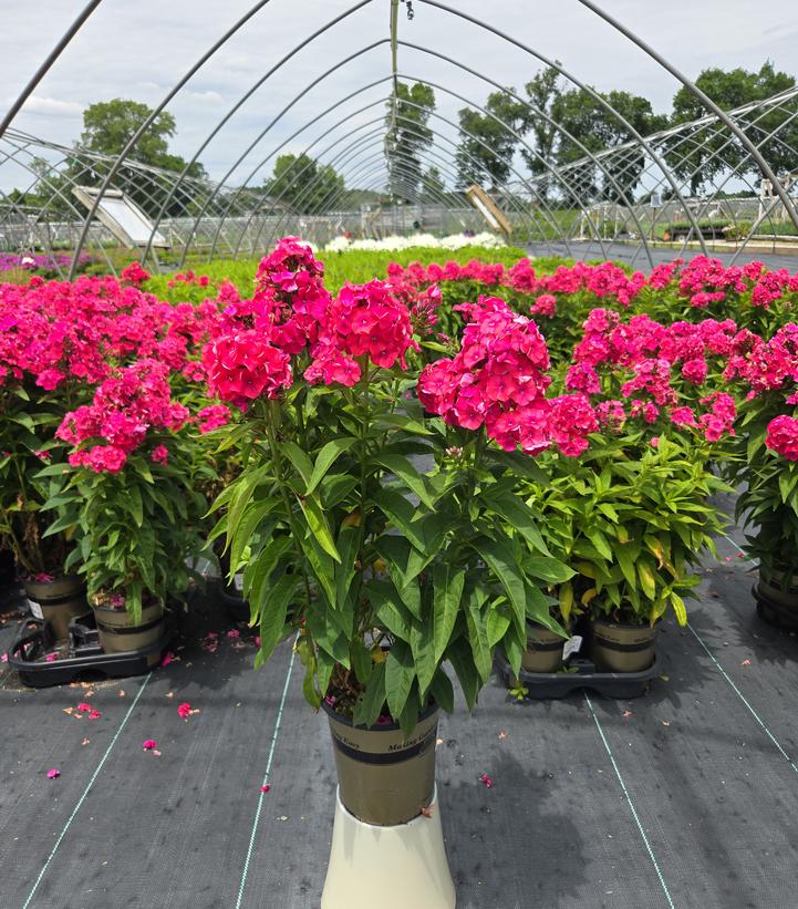 Phlox Volcano® Volcano® Ruby