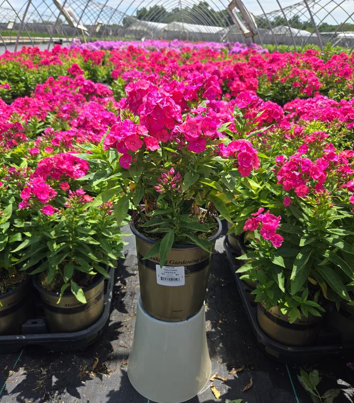 Phlox Volcano® Lipstick
