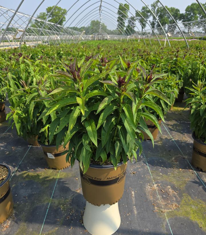 Phlox Volcano® Volcano® Ruby