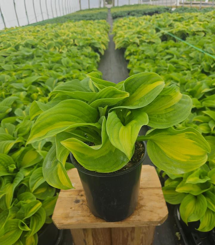 Hosta Enchiladas